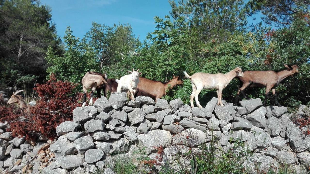 Ferienwohnung Flash Šibenik Exterior foto